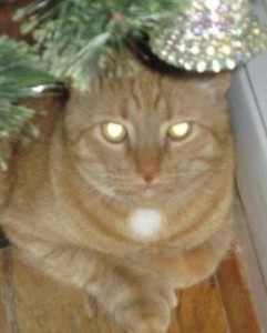 My kitty, Mog, under the Christmas tree.
